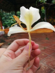 a beautiful jasmine flower picked for me by Serge as I was leaving